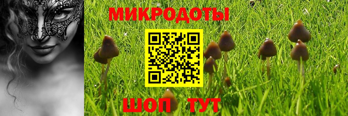 Псилоцибиновые грибы Psilocybe Благовещенск